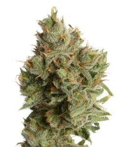 Lemon Haze (Sativa) THC 29%
