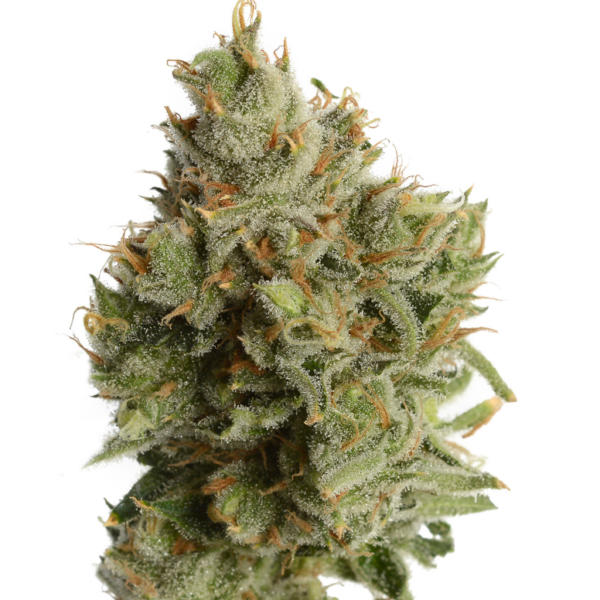 Lemon Haze (Sativa) THC 29%