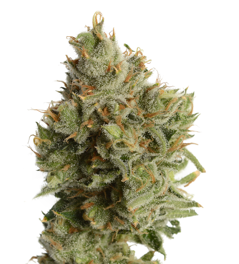 Lemon Haze (Sativa) THC 29%