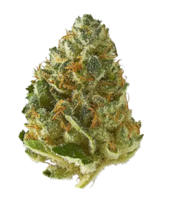Strawberry Cough (Sativa) THC 28.6%